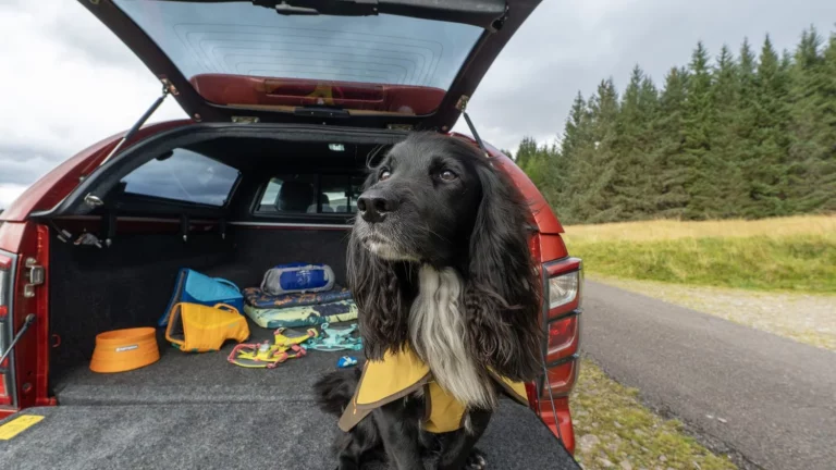 Isuzu y Ruffwear crean los accesorios perfectos para tu compañero de cuatro patas