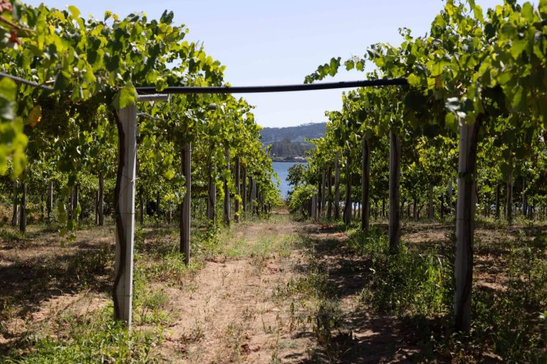 DO Rías Baixas y DOP Los Pedroches, invitan a un otoño de sabor y experiencias auténticas