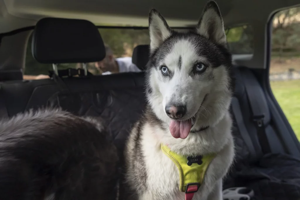 Los creadores del coche 'pet-friendly' te dan 5 consejos para viajar con tu mascota 9 Motor16 2025 Jaecoo 5 mascota pet friendly 1 Motor16