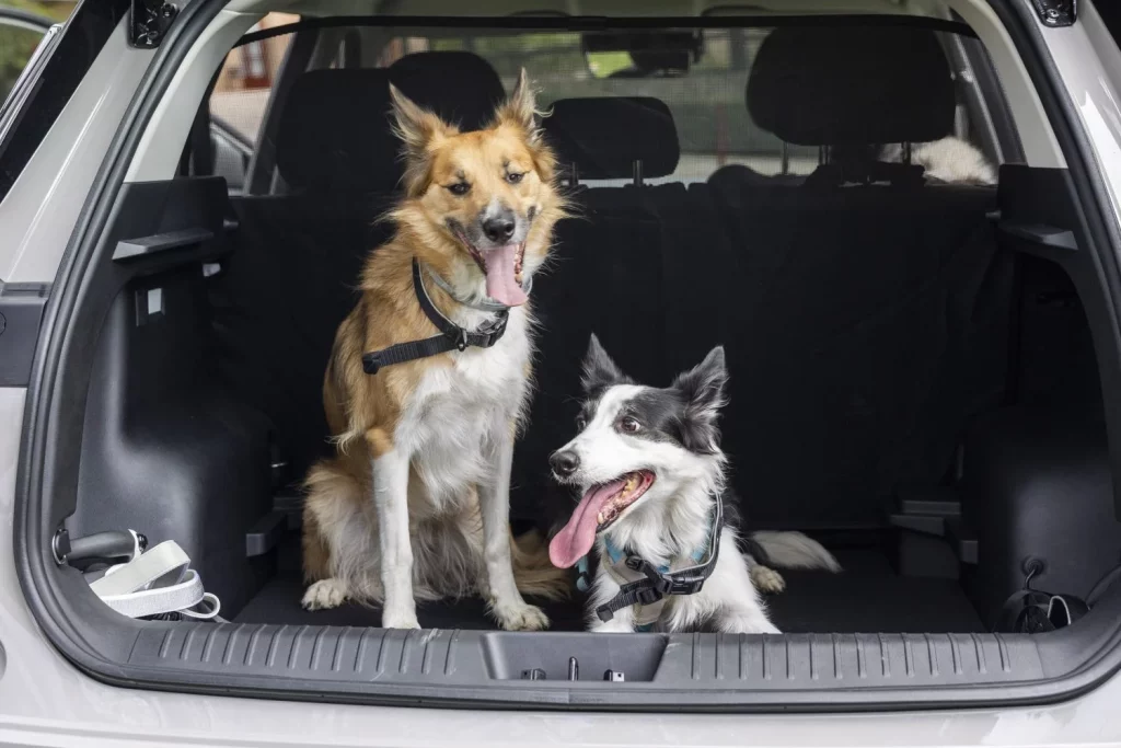 Los creadores del coche 'pet-friendly' te dan 5 consejos para viajar con tu mascota 2 Motor16 2025 Jaecoo 5. Mascota. Pet-Friendly. Imagen.