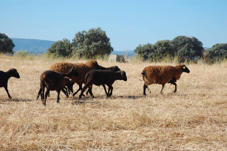 Caminos Trashumantes y Caminos de la Merina sellan su colaboración