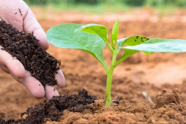 La gran oportunidad del campo español; regenerar los suelos antes de que sea tarde