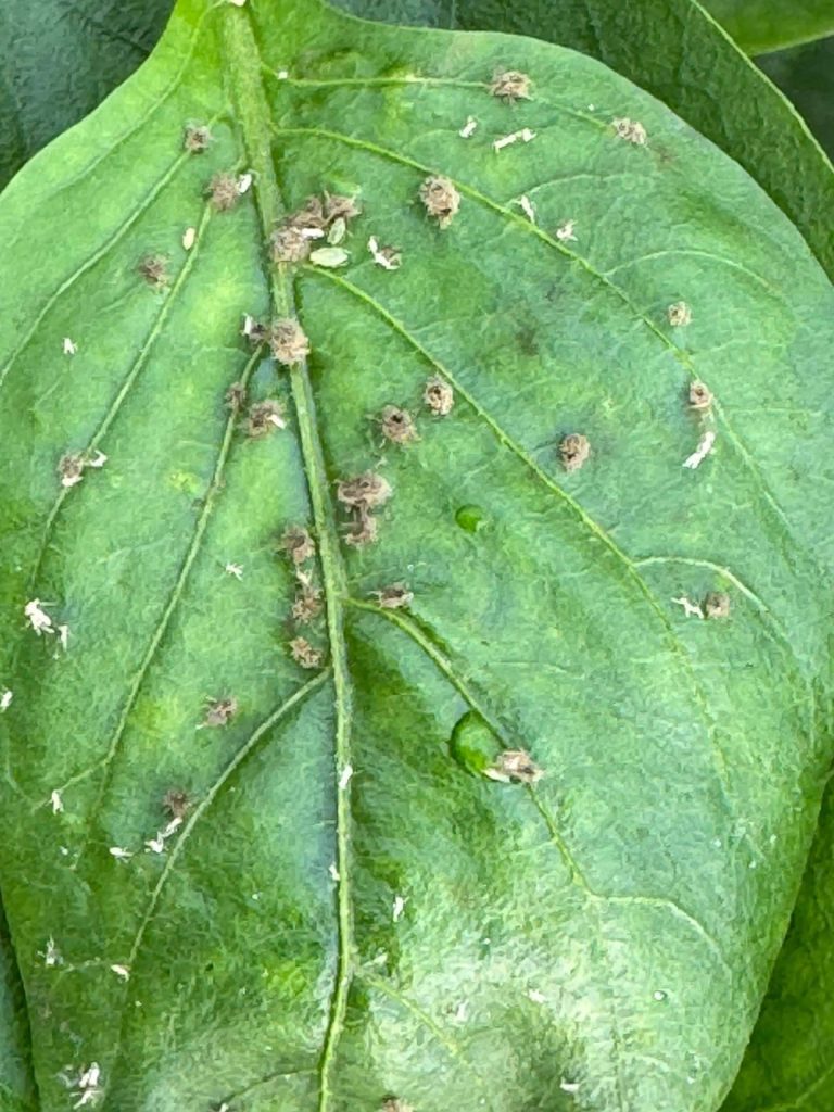 De perder medio cultivo a casi no ver pulgón; la campaña que lo cambió todo