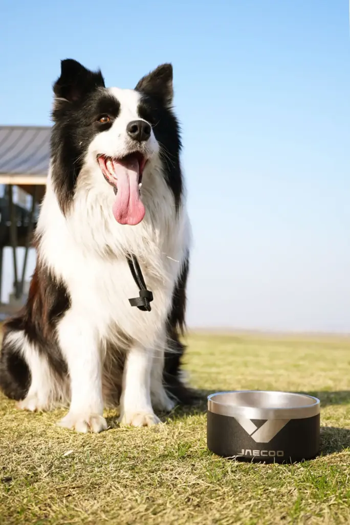 JAECOO se marca una línea de accesorios pensados para tus perros y gatos 20 Motor16 2026 jaecoo accesorios 7 Motor16