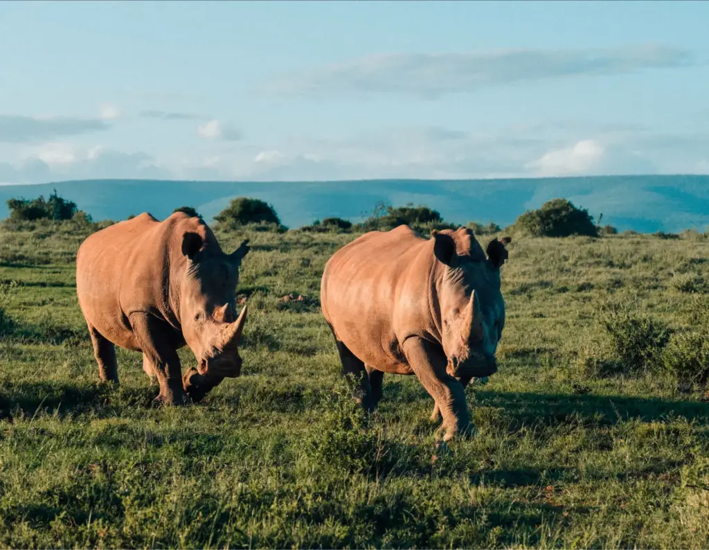 El Bugatti Grand Tour 2026 recorre Sudáfrica con los hiperdeportivos de Molsheim