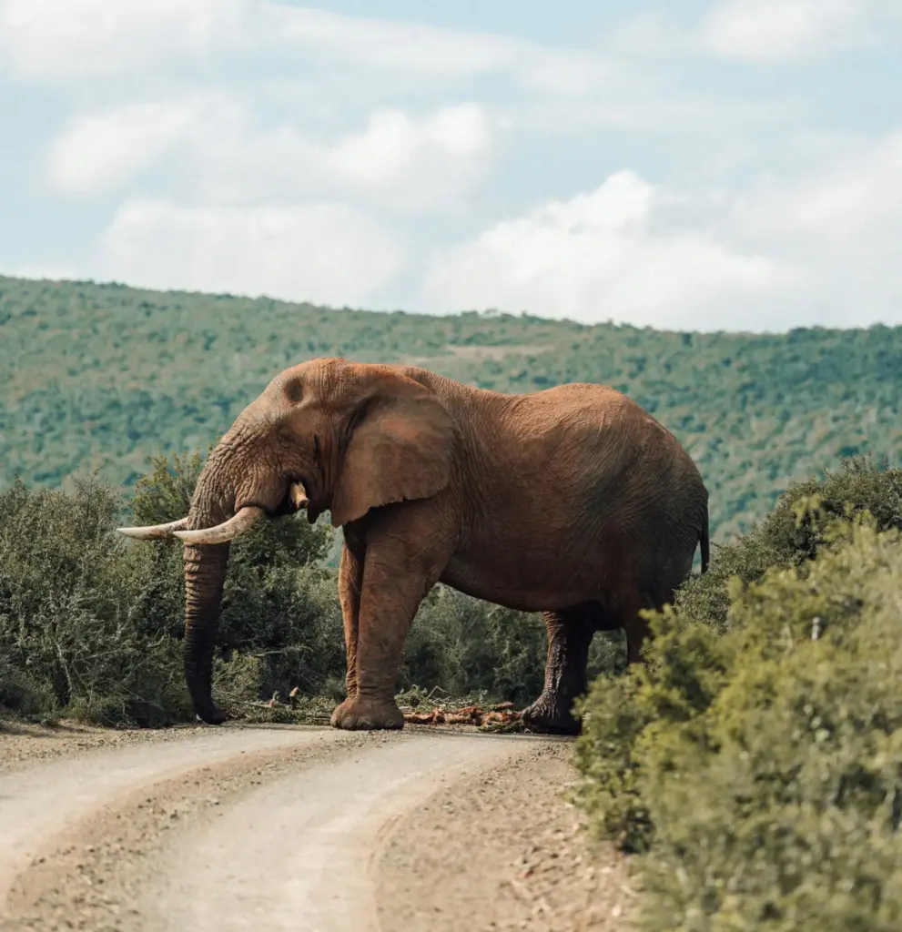 El Bugatti Grand Tour 2026 recorre Sudáfrica con los hiperdeportivos de Molsheim