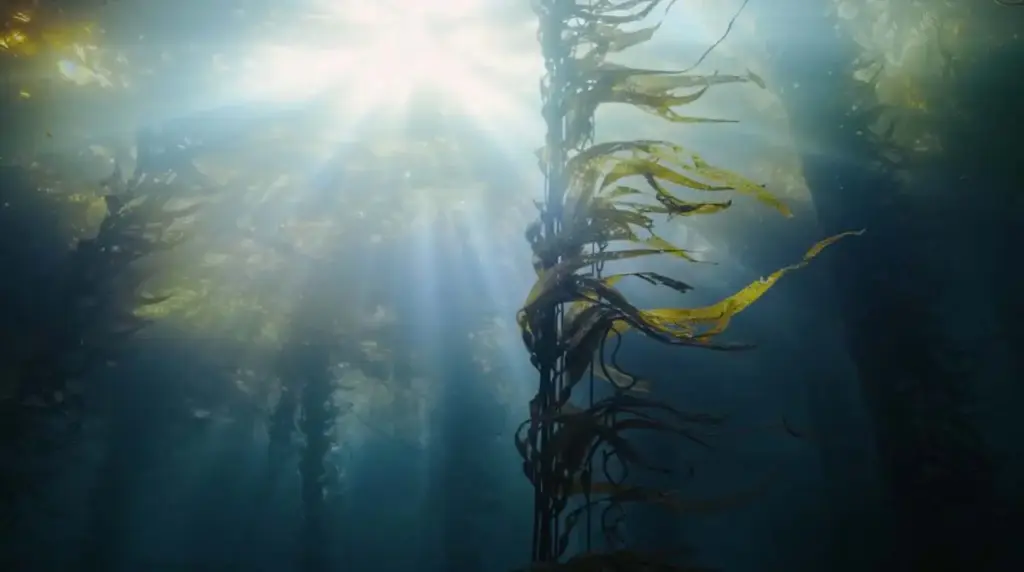 HYUNDAI Bosques sin Nombre6 Motor16