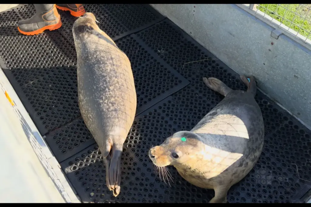 NISSAN QASHQAI EPOWER RESCATE MARINO 13 Motor16