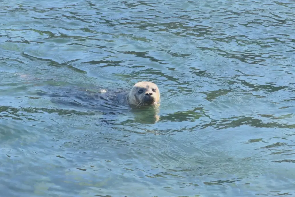 NISSAN QASHQAI EPOWER RESCATE MARINO 14 Motor16