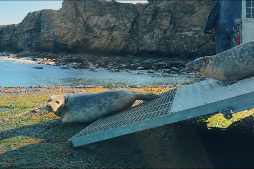 NISSAN QASHQAI EPOWER RESCATE MARINO 15 Motor16