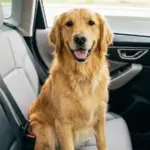 Viaja seguro con tu mascota en el coche con este accesorio de Amazon por menos de 6 euros