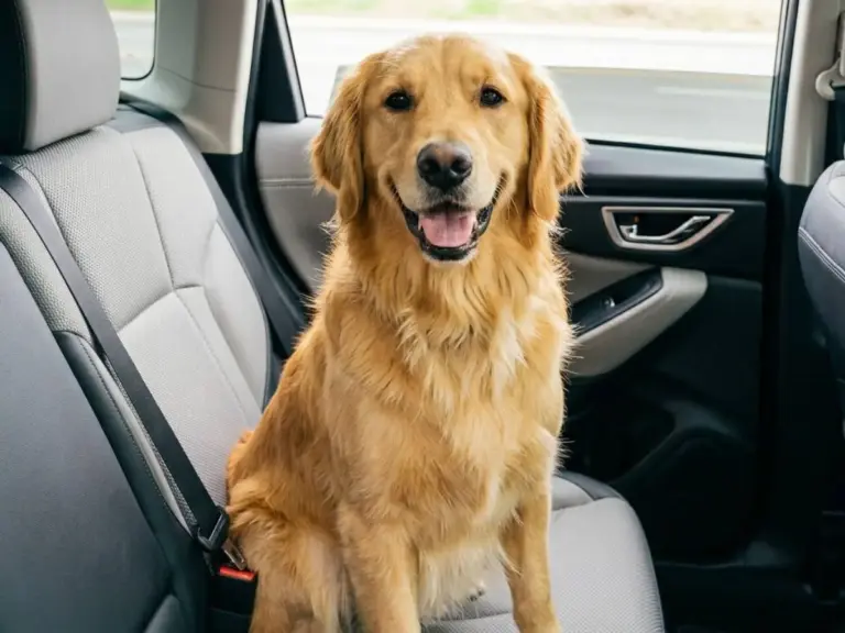 Viaja seguro con tu mascota en el coche con este accesorio de Amazon por menos de 6 euros
