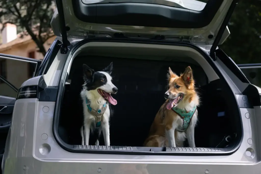 Viajar con tu perro en verano sin estrés: la guía de un etólogo y el JAECOO 5, primer coche certificado 'pet-friendly' 1 Motor16 JAECOO 5, pet friendly, perro, mascota