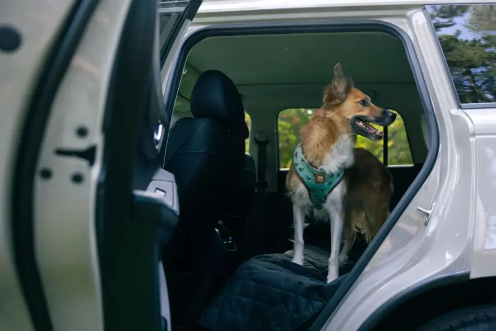 Viajar con tu perro en verano sin estrés: la guía de un etólogo y el JAECOO 5, primer coche certificado 'pet-friendly' 10 Motor16 JAECOO 5 Viajar con mascotas perro11 Motor16
