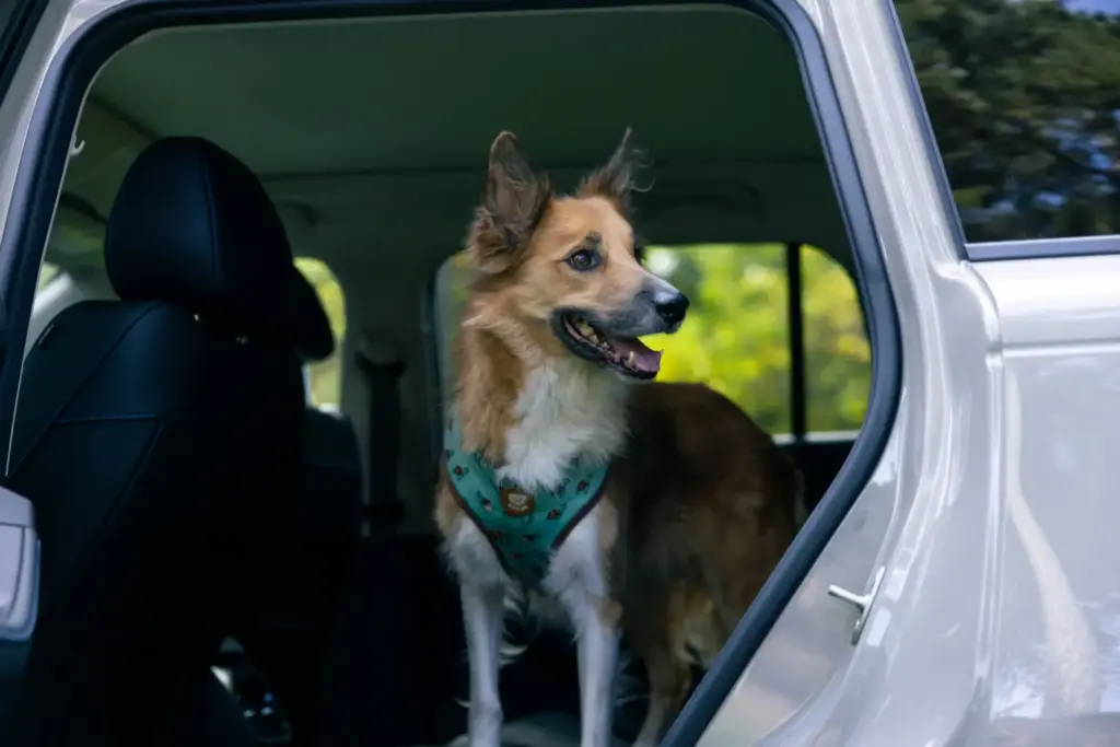 Viajar con tu perro en verano sin estrés: la guía de un etólogo y el JAECOO 5, primer coche certificado 'pet-friendly' 11 Motor16 JAECOO 5 Viajar con mascotas perro12 Motor16