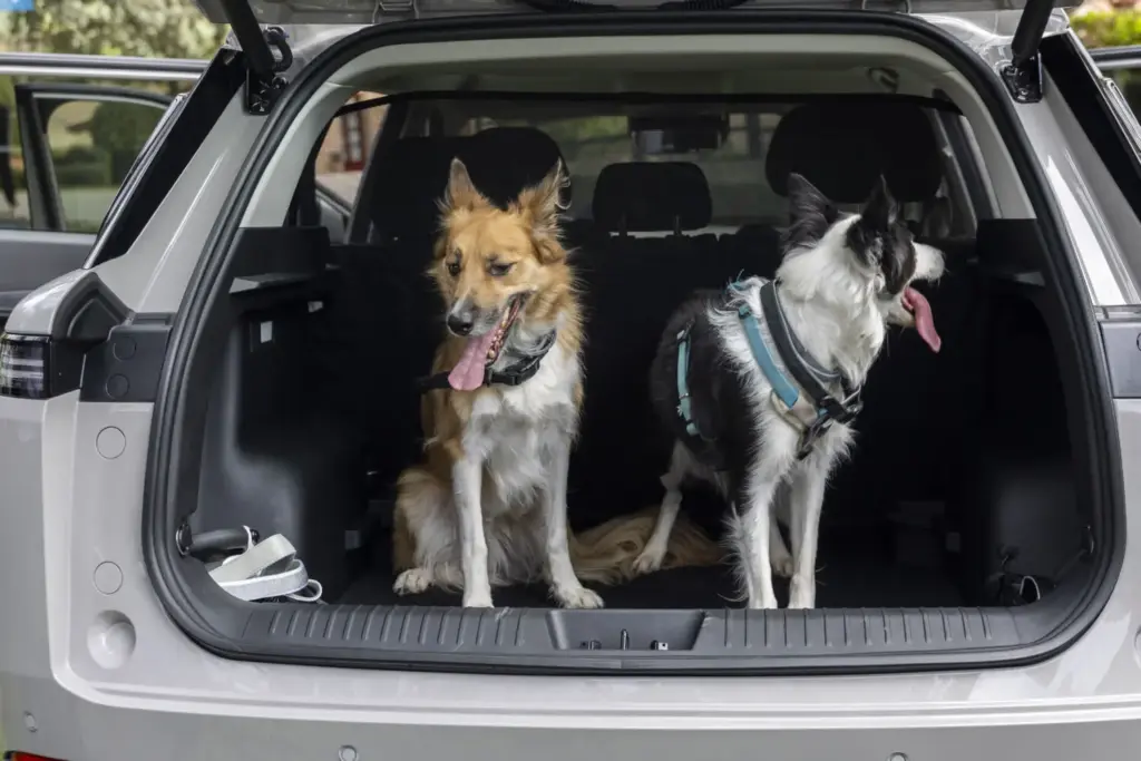 Viajar con tu perro en verano sin estrés: la guía de un etólogo y el JAECOO 5, primer coche certificado 'pet-friendly' 7 Motor16 JAECOO 5 Viajar con mascotas perro5 Motor16