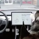 Tesla Pet Mode y Sentry Mode: mantén a tu mascota segura y tu coche vigilado sin moverte del sitio