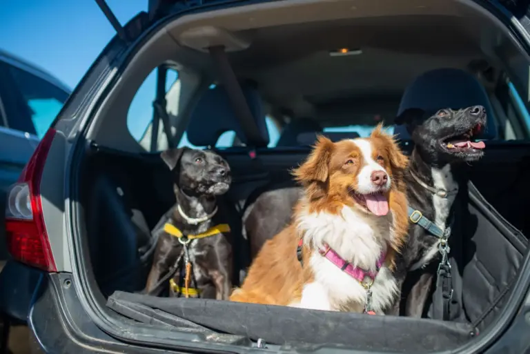 La DGT multa con 200 euros por llevar el perro suelto en el coche: cómo transportarlo sin sanción