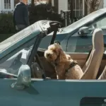 Seguro de coche con perro: qué cubre en un accidente y cuándo la aseguradora puede reclamarte