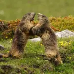 Las marmotas y el anticongelante del coche: la amenaza real en los parques nacionales de EE UU