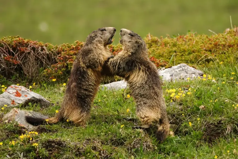 Las marmotas y el anticongelante del coche: la amenaza real en los parques nacionales de EE UU